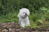 BICHON FRISE 168